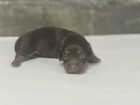 Lolly-lh (daple/creme, a female Miniature Dachshund for sale in Aiken, SC – Photo 1 of 2