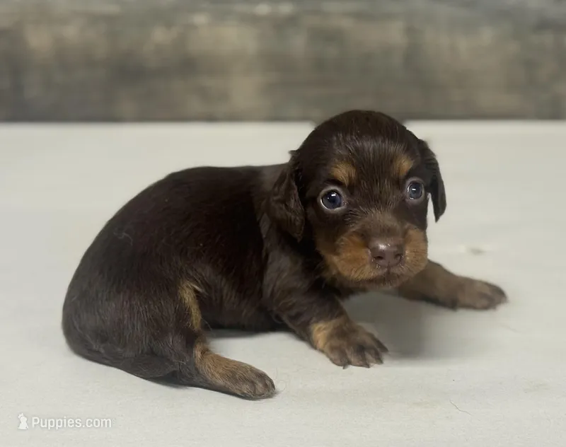 Lolly-lh (daple/creme – Miniature Dachshund puppy for sale in Aiken, SC
