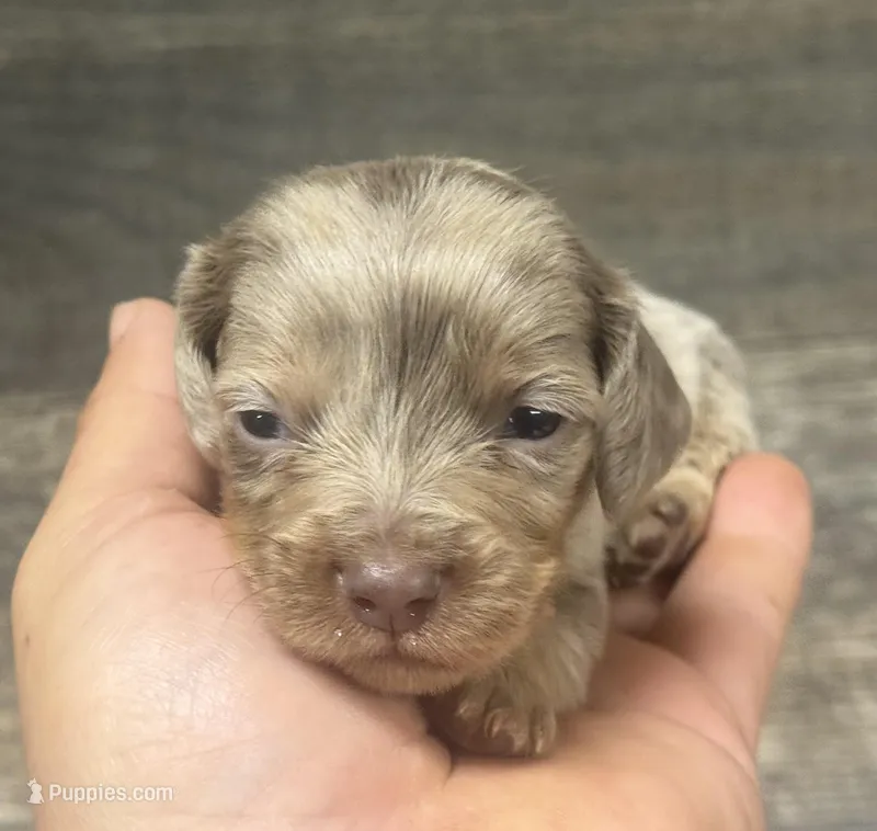 Whiskey-lh (daple/deluite/creme – Miniature Dachshund puppy for sale in Aiken, SC