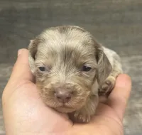 Whiskey-lh (daple/deluite/creme, a male Miniature Dachshund for sale in Aiken, SC – Photo 1 of 2