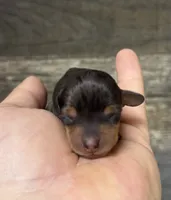 Lady (crème/lh/deluite/dapple, a female Miniature Dachshund for sale in Aiken, SC – 2 of 2
