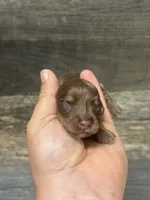Max-lh (daple/creme/piebald/deluite, a male Miniature Dachshund for sale in Aiken, SC – 1 of 2
