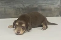 Max-lh (daple/creme, a male Miniature Dachshund for sale in Aiken, SC – Photo 1 of 2