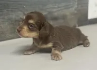 Max-lh (daple/creme, a male Miniature Dachshund for sale in Aiken, SC – Photo 2 of 2