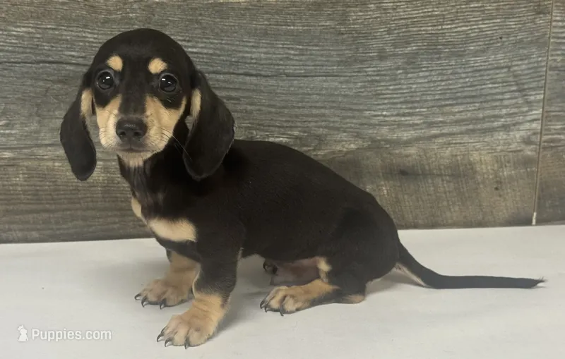 Milo (daple/lh/creme – Miniature Dachshund puppy for sale in Aiken, SC