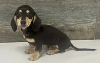Milo (daple/lh/creme, a male Miniature Dachshund for sale in Aiken, SC – 1 of 4