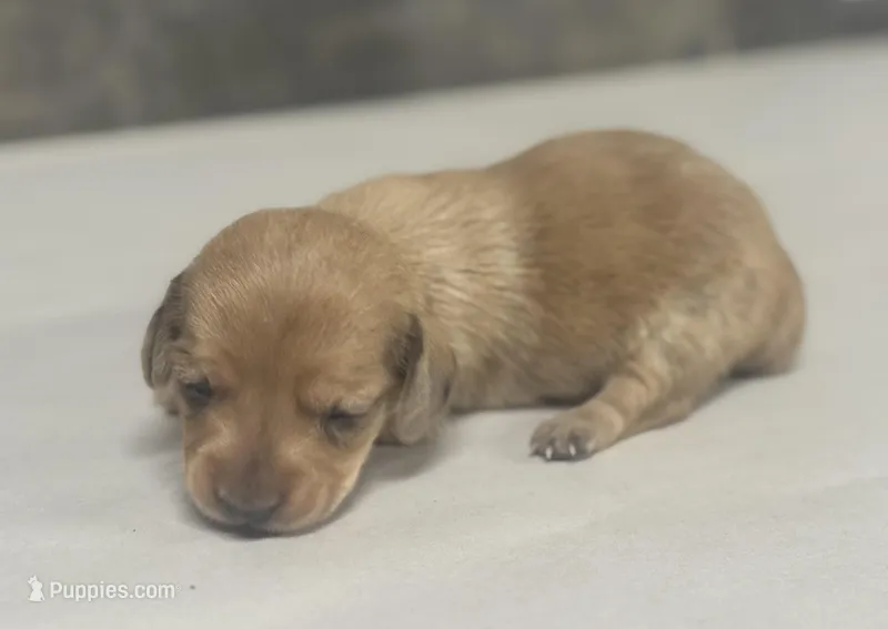 Link (daple/creme/lh/pie/deluite – Miniature Dachshund puppy for sale in Aiken, SC