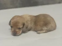 Link (daple/creme/lh/pie/deluite, a male Miniature Dachshund for sale in Aiken, SC – Photo 2 of 2