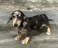 Levi. (Dapple & crème), a male Miniature Dachshund for sale in Aiken, SC – 3 of 4