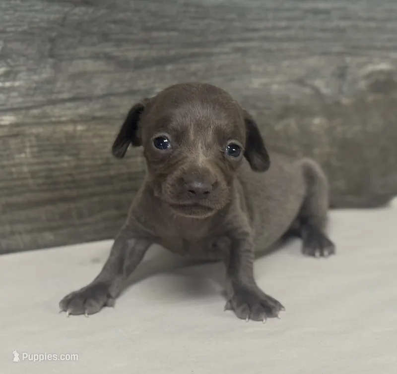 Tinker (daple/creme/lh – Miniature Dachshund puppy for sale in Aiken, SC