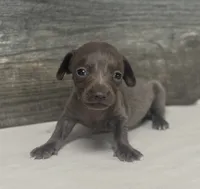 Tinker (daple/creme/lh, a female Miniature Dachshund for sale in Aiken, SC – 1 of 2
