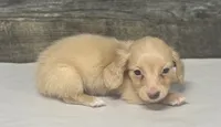 Gus-lh (crème/daple, a male Miniature Dachshund for sale in Aiken, SC – 2 of 2