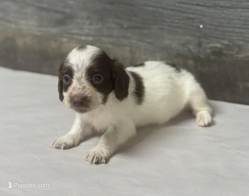 Dime-lh – Miniature Dachshund puppy for sale in Aiken, SC