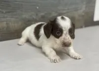 Dime-lh, a male Miniature Dachshund for sale in Aiken, SC – Photo 2 of 2