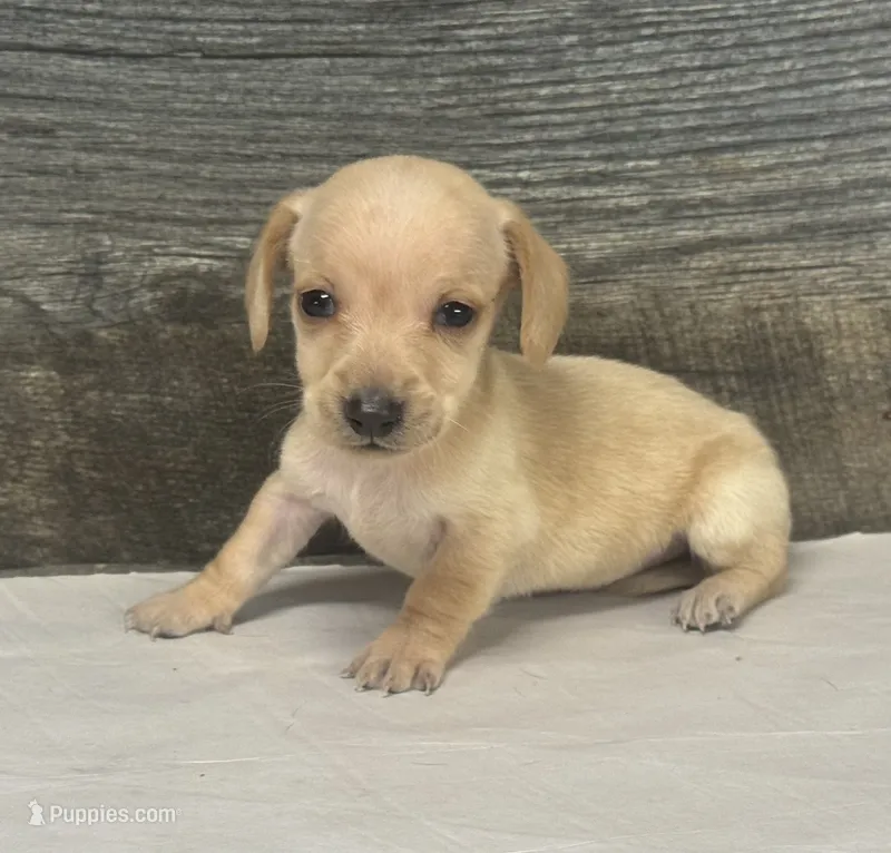 Link (daple/deluite/creme/lh – Miniature Dachshund puppy for sale in Aiken, SC
