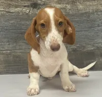 Rolo (Deluite/lh/creme- Russian dad, a male Miniature Dachshund for sale in Aiken, SC – 4 of 4