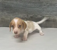 Link (creme/deluite/lh-russian dad, a male Miniature Dachshund for sale in Aiken, SC – 2 of 3