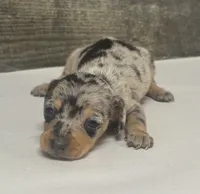 Domino (daple/deluite/lh/creme, a male Miniature Dachshund for sale in Aiken, SC – 1 of 3