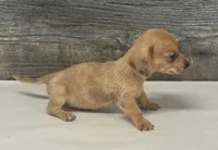 Links- (daple/creme/pie/deluite/lh, a male Miniature Dachshund for sale in Aiken, SC – 2 of 2