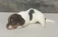 Hunter-lh (daple/creme/deluite-russian dad, a male Miniature Dachshund for sale in Aiken, SC – Photo 2 of 2