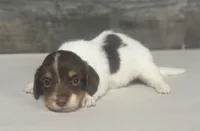Hunter-lh (daple/creme/deluite-russian dad, a male Miniature Dachshund for sale in Aiken, SC – Photo 1 of 2