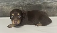 Diva-lh (daple/creme Russian dad, a female Miniature Dachshund for sale in Aiken, SC – 1 of 2