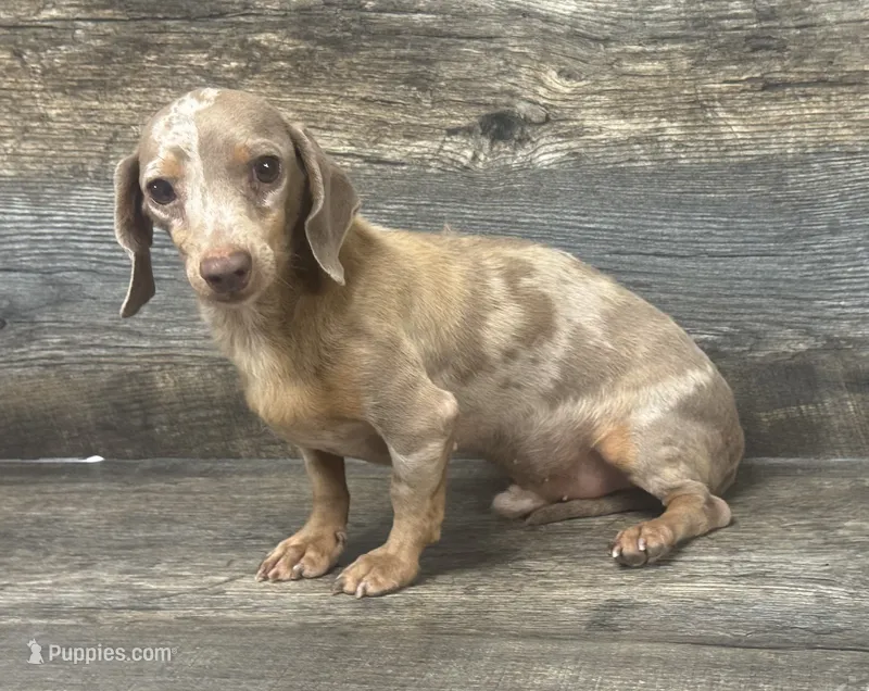 Lil whiskey (daple/deluite/lh (small) – Miniature Dachshund puppy for sale in Aiken, SC