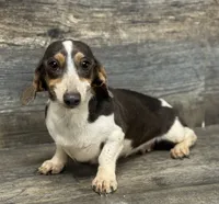 Diva (Deluite/pie/lh, a female Miniature Dachshund for sale in Aiken, SC – 1 of 1
