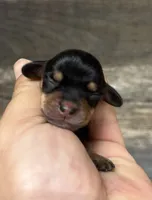 Saddie (daple/creme/lh/deluite, a female Miniature Dachshund for sale in Aiken, SC – 2 of 2
