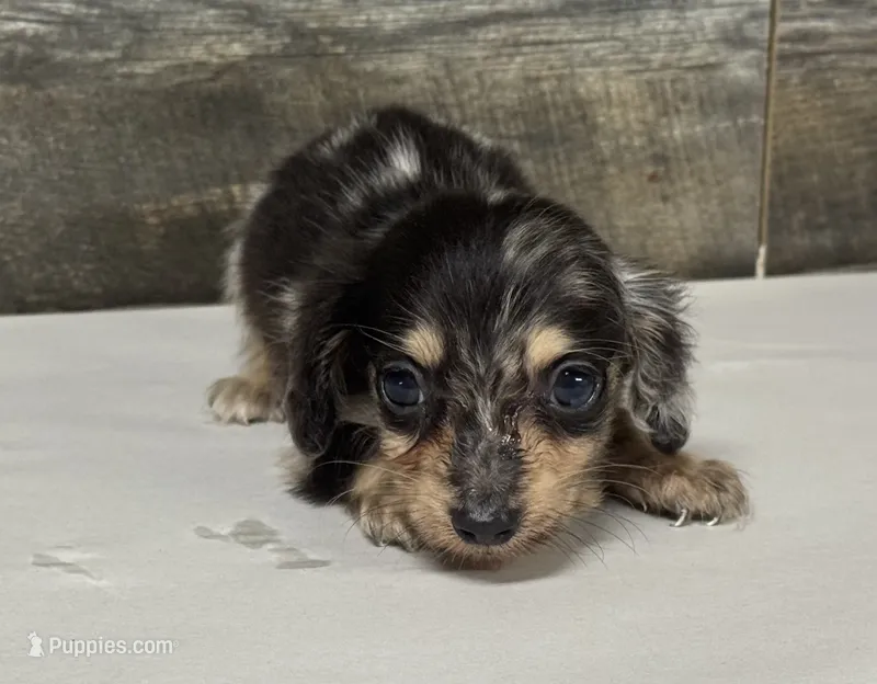 Champ-lh (daple/creme – Miniature Dachshund puppy for sale in Aiken, SC