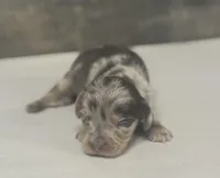 Pebbles-lh (crème/daple/pie, a female Miniature Dachshund for sale in Aiken, SC – Photo 1 of 2