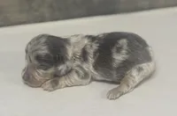 Pebbles-lh (crème/daple/pie, a female Miniature Dachshund for sale in Aiken, SC – Photo 2 of 2