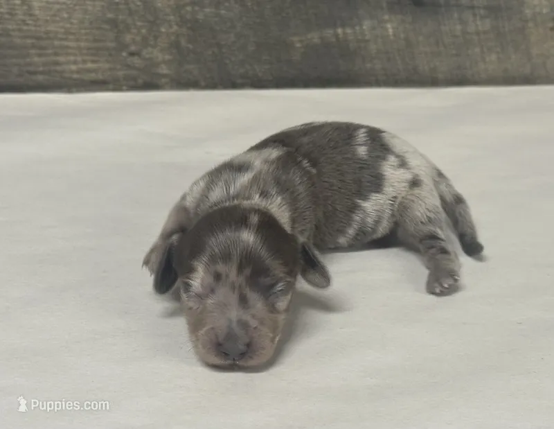 Chip (daple/deluite/lh – Miniature Dachshund puppy for sale in Aiken, SC