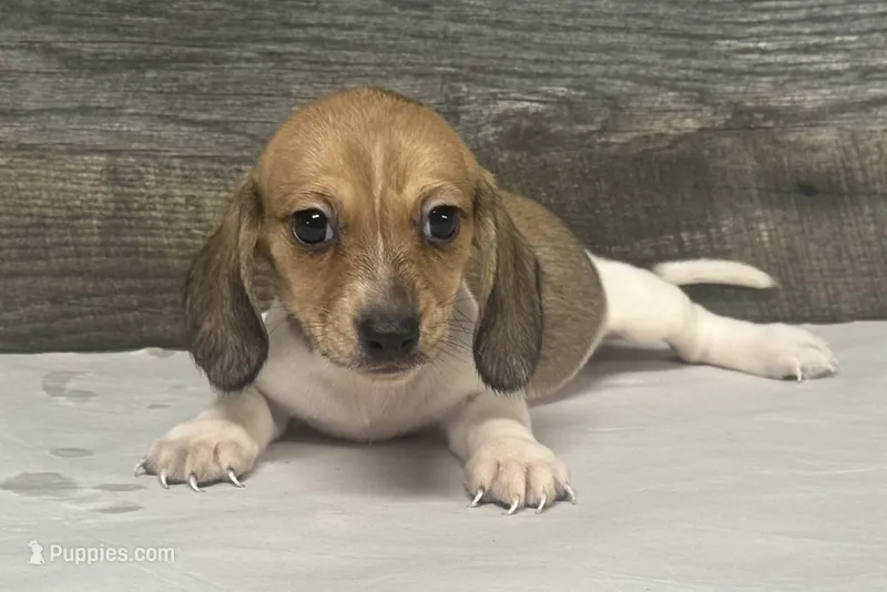 Waffles (crème/choc/pie - Russian dad – Miniature Dachshund puppy for sale in Aiken, SC