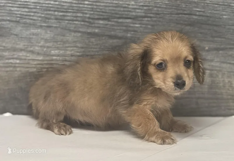 Wells-lh (shaded crème dapple) – Miniature Dachshund puppy for sale in Aiken, SC