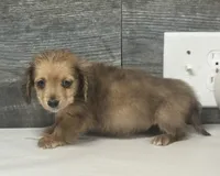 Wells-lh (shaded crème dapple), a male Miniature Dachshund for sale in Aiken, SC – Photo 2 of 2