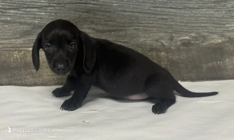 Ace (dapple/creme/lh/pie – Miniature Dachshund puppy for sale in Aiken, SC