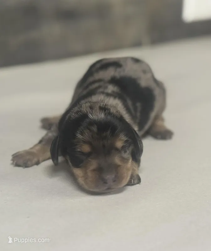 Rocky (daple/crem/deluite/lh – Miniature Dachshund puppy for sale in Aiken, SC