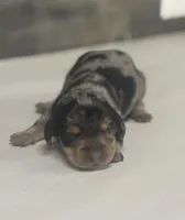 Rocky (daple/crem/deluite/lh, a male Miniature Dachshund for sale in Aiken, SC – Photo 1 of 2