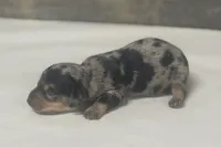 Rocky (daple/crem/deluite/lh, a male Miniature Dachshund for sale in Aiken, SC – Photo 2 of 2