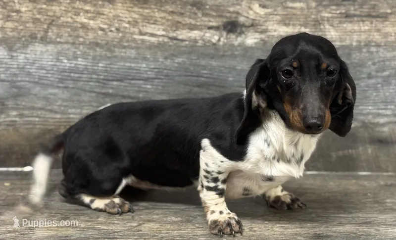 Mama oreo (Deluite/dapple/long hair – Miniature Dachshund puppy for sale in Aiken, SC