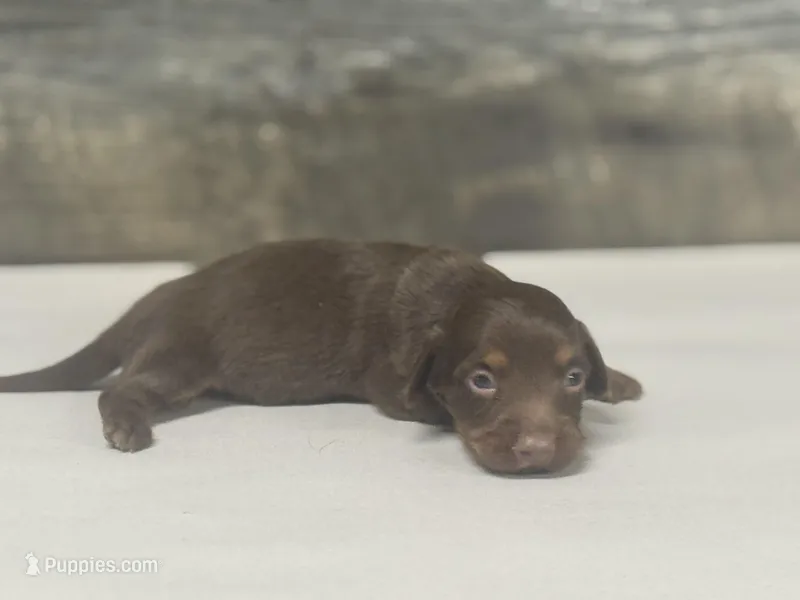 Debo – Miniature Dachshund puppy for sale in Aiken, SC
