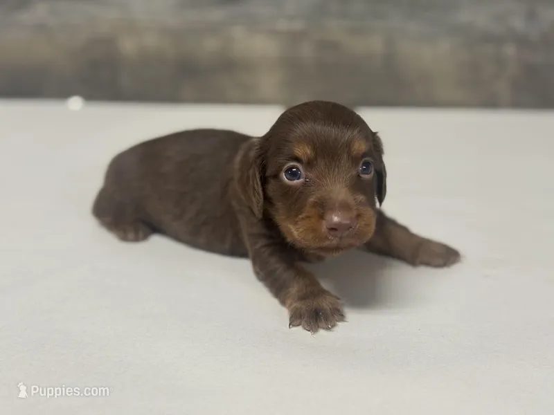 Debo – Miniature Dachshund puppy for sale in Aiken, SC