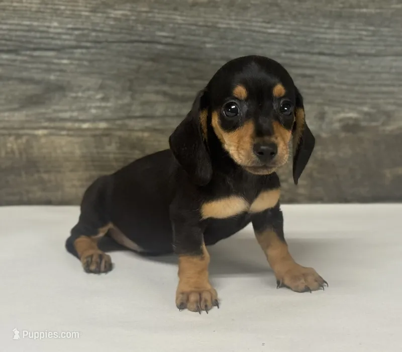 Saddie (daple/creme – Miniature Dachshund puppy for sale in Aiken, SC