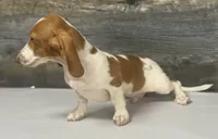 Rolo (Deluite/lh/creme- Russian dad, a male Miniature Dachshund for sale in Aiken, SC – 3 of 4
