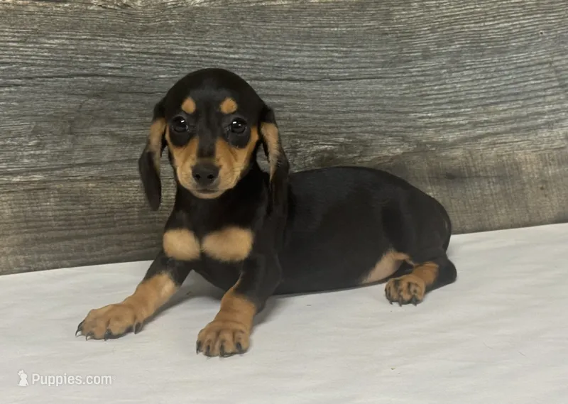 Misty (daple/creme – Miniature Dachshund puppy for sale in Aiken, SC