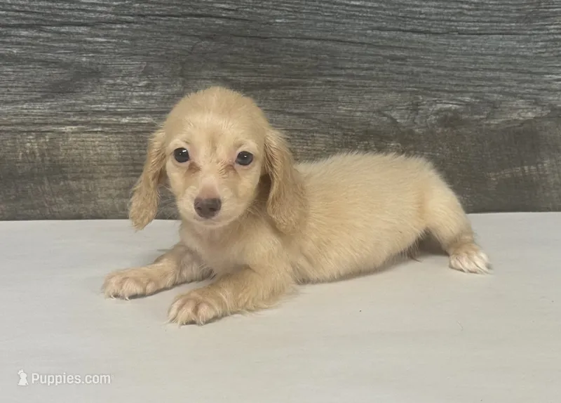 Atlas-lh (pet home only) – Miniature Dachshund puppy for sale in Aiken, SC