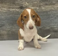 Spuds (lh/creme/pie/- Russian dad, a male Miniature Dachshund for sale in Aiken, SC – 3 of 4