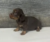 Lilly-lh (daple/creme Russian dad, a female Miniature Dachshund for sale in Aiken, SC – 3 of 3