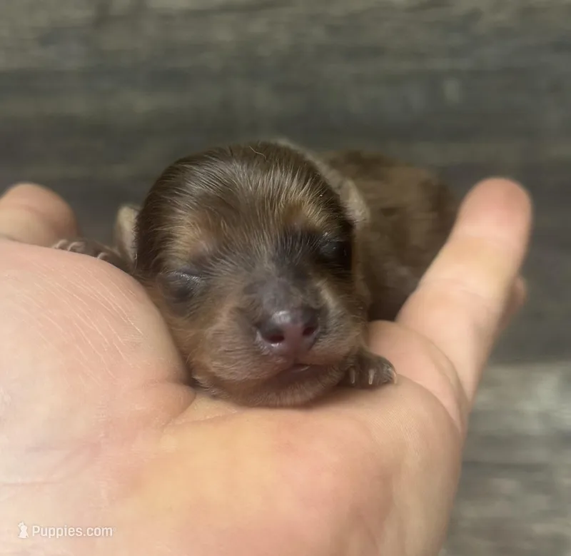 Wells-lh (crème/brindle/dapple